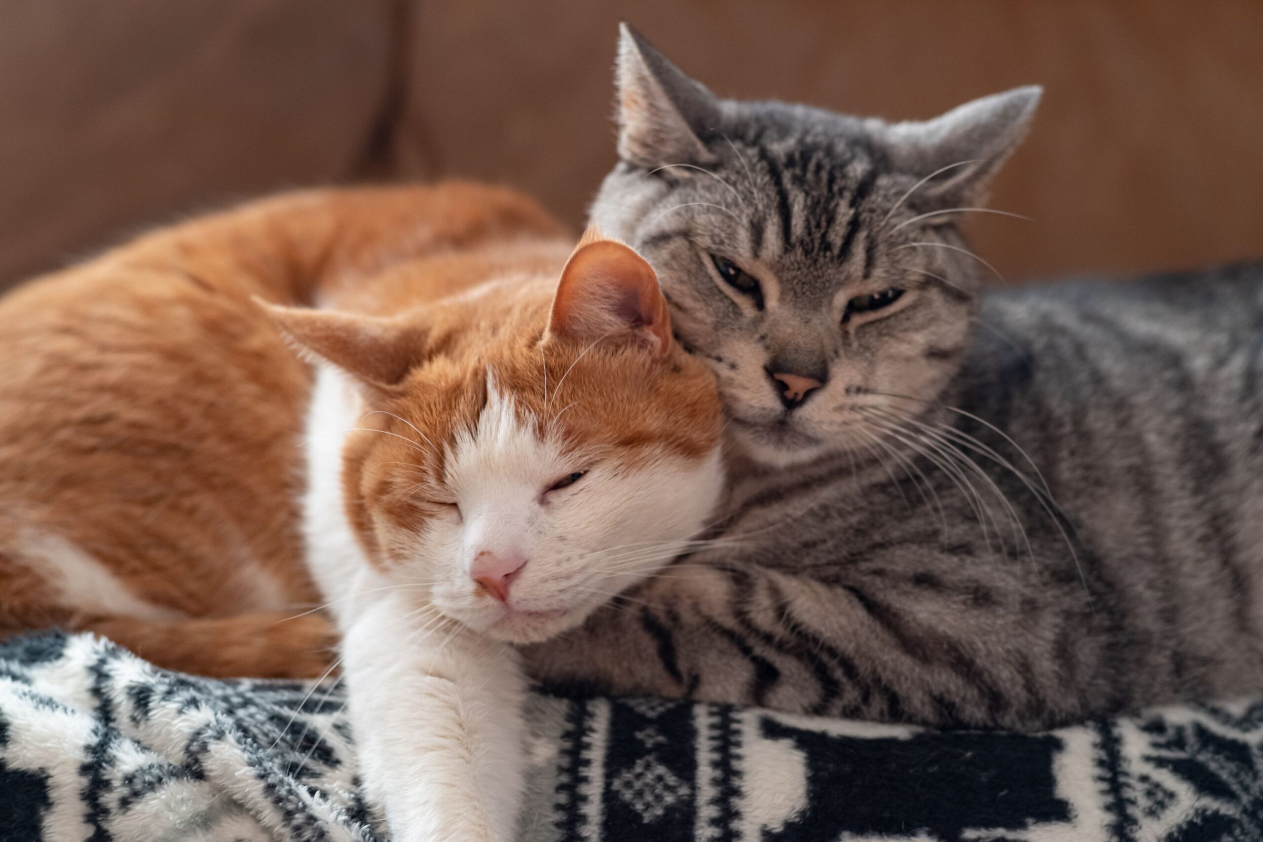 Two cats sleeping together