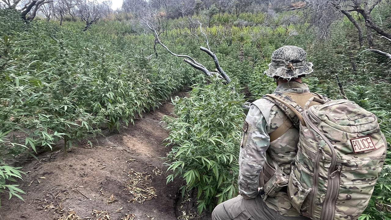 Officials remove massive marijuana grow from California's Sequoia National Park