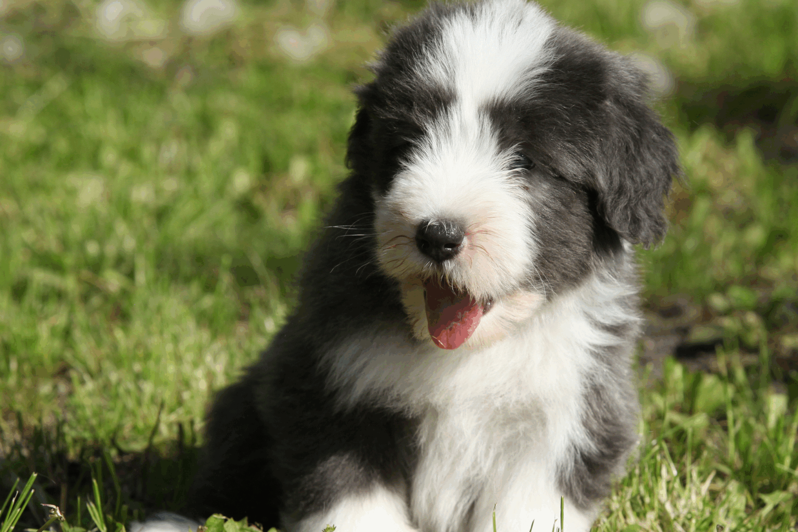 Stock image a bearded collie.