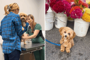 Louie Maltipoo Dog Visits Vet