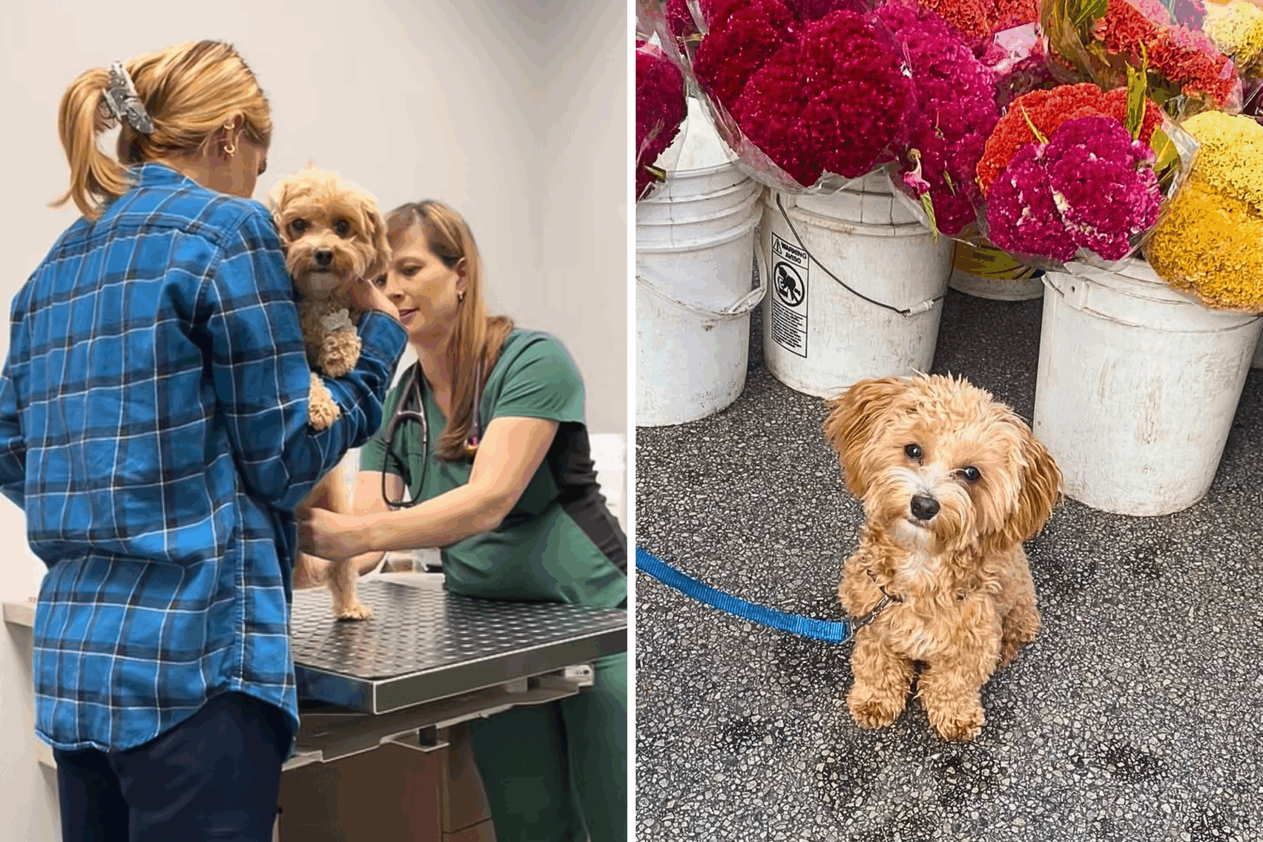 Louie Maltipoo Dog Visits Vet