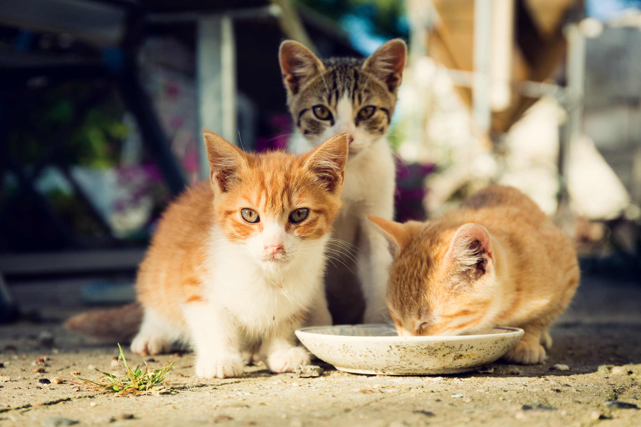 Kittens Drink Milk From Plate Outdoors