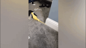 Parrot helps British police bust prison drug ring with mimicked phrases