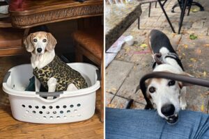 Hound wins pet week