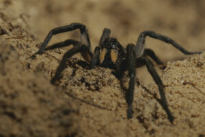 Tarantula