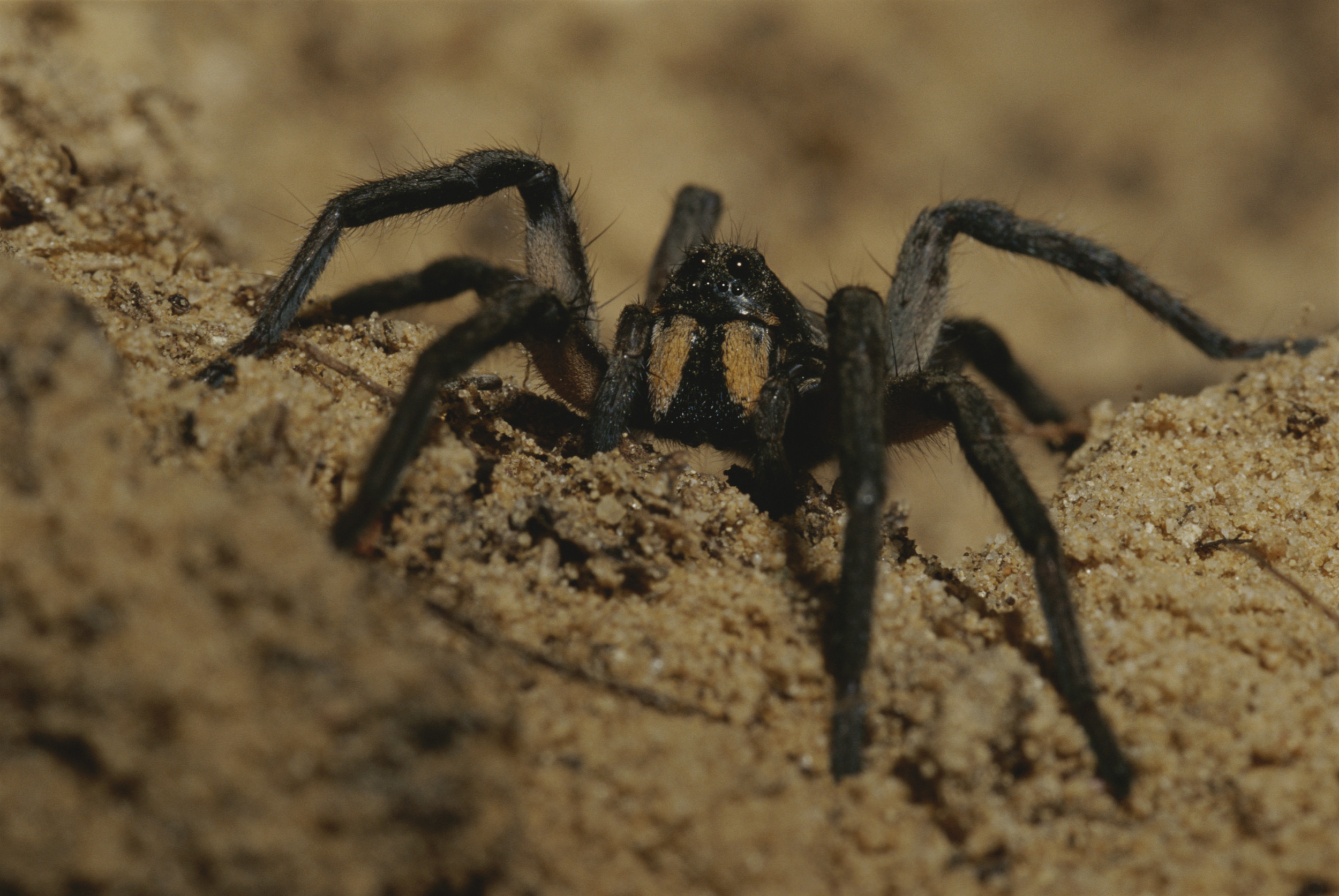 Tarantula