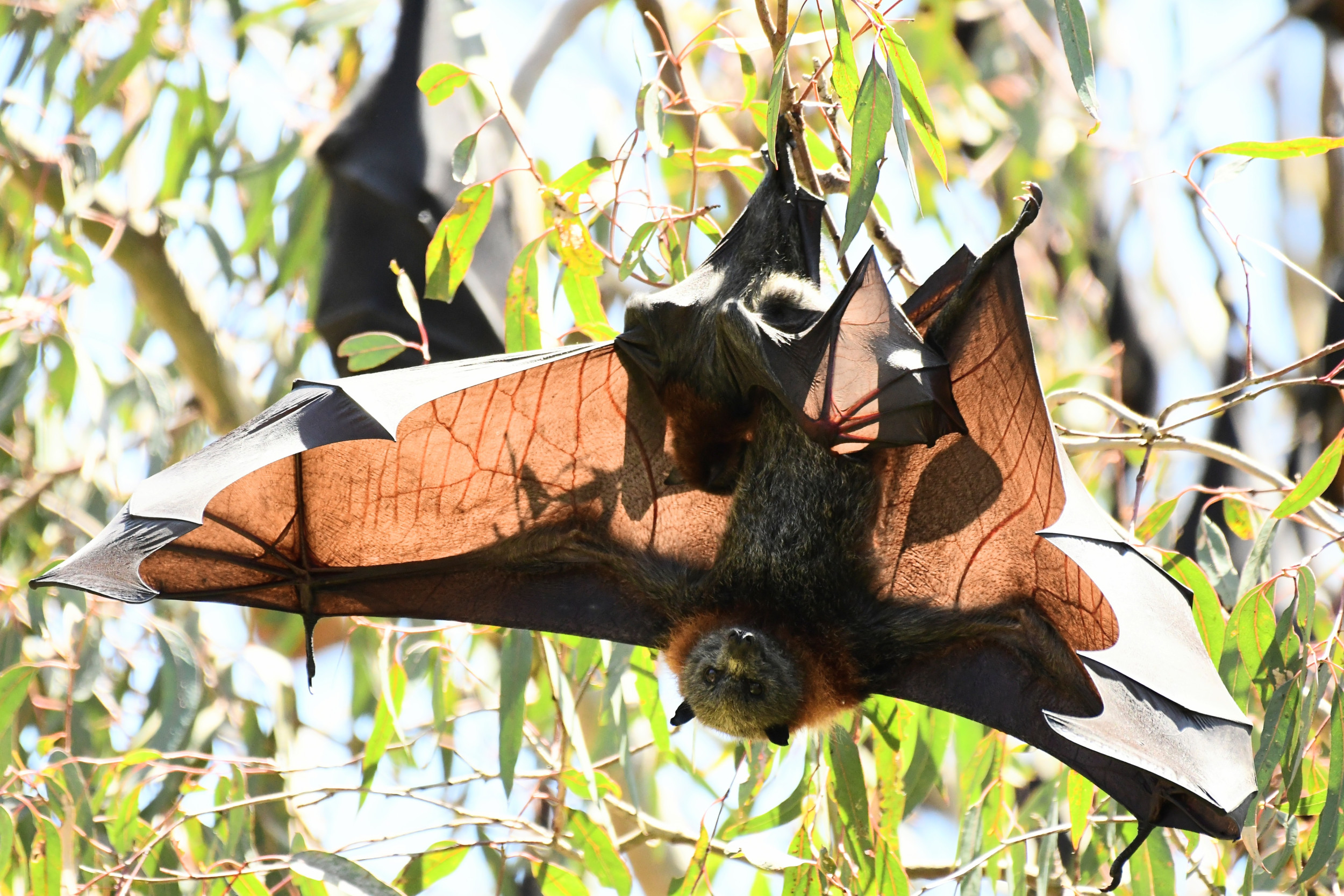 bat