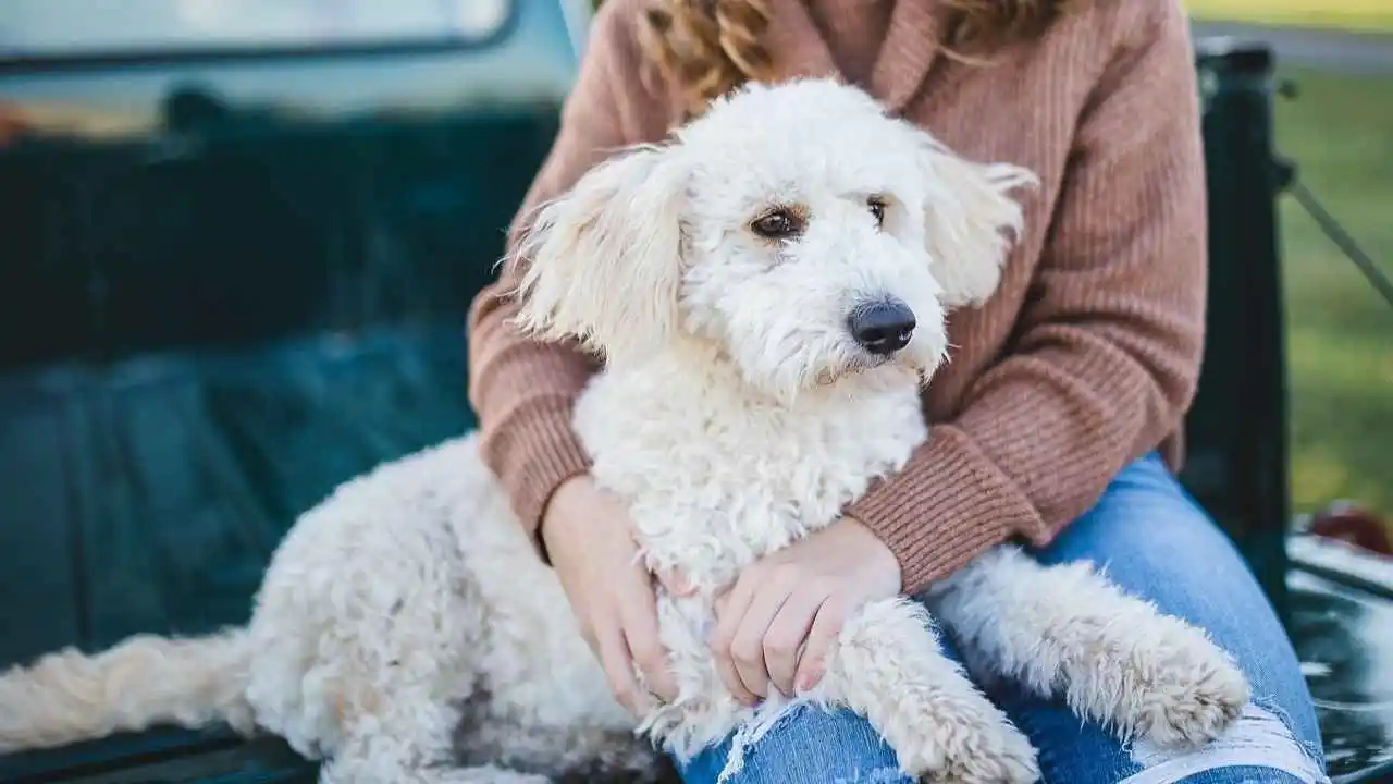 What happens when imagination meets emotional attachment to pets