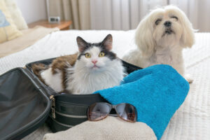 dog and cat on a luggage
