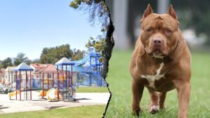 Woman killed in dog attack at San Bernardino park, 14 dogs removed