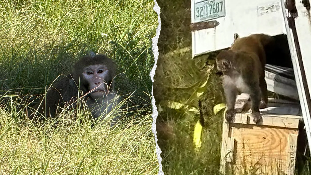 Mississippi mother says she shot escaped monkey to protect children