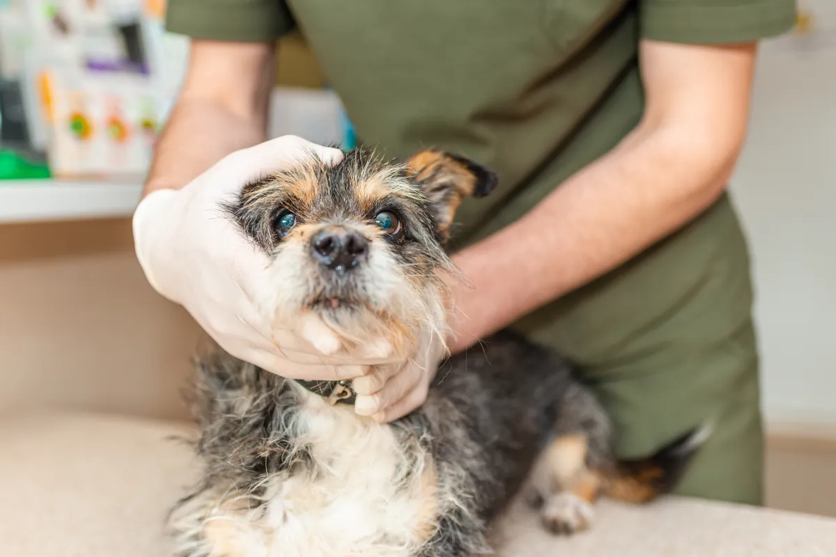 Melissa Fleur Afshar