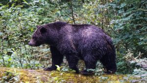 Teachers fight off grizzly bear attacking students in British Columbia: 'Heroes'