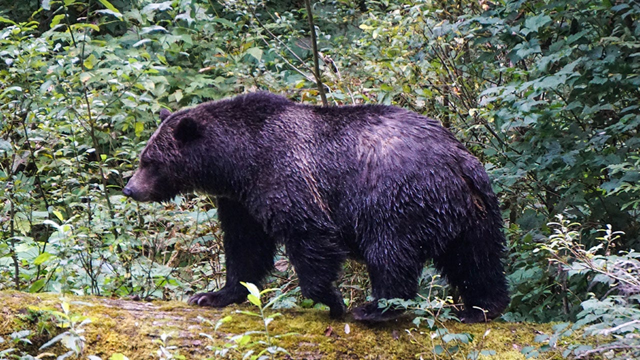 Teachers fight off grizzly bear attacking students in British Columbia: 'Heroes'